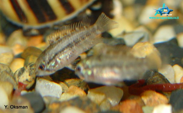 www.israquarium.co.il